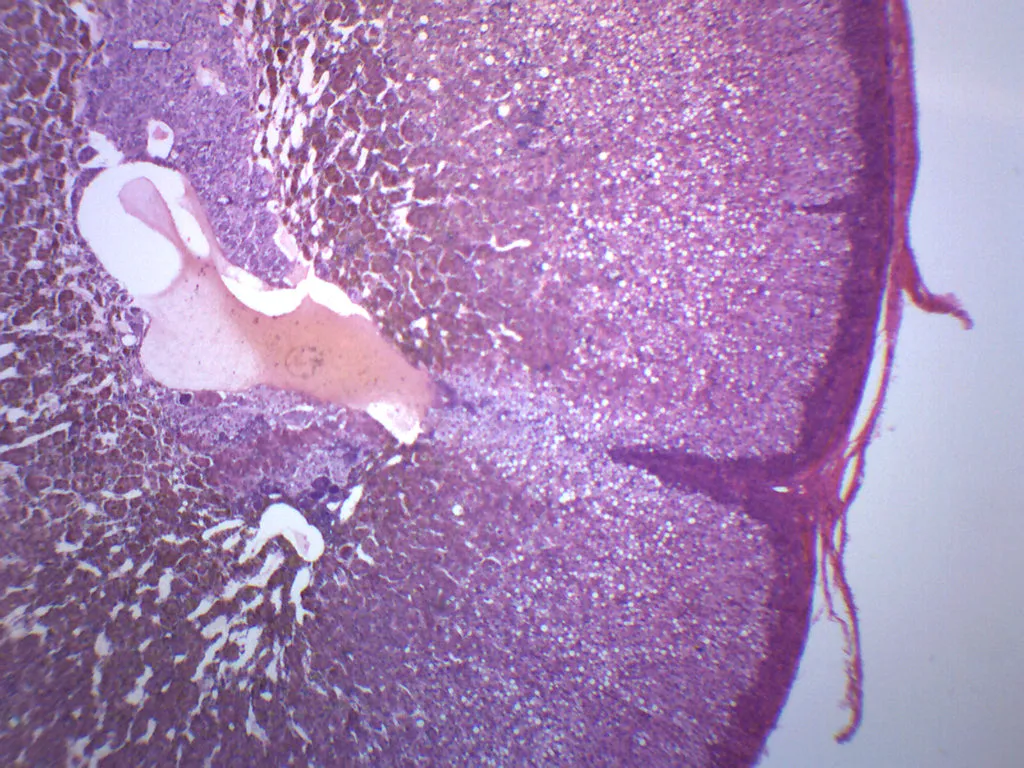 Adrenal Gland - Prepared Microscope Slide - 75x25mm