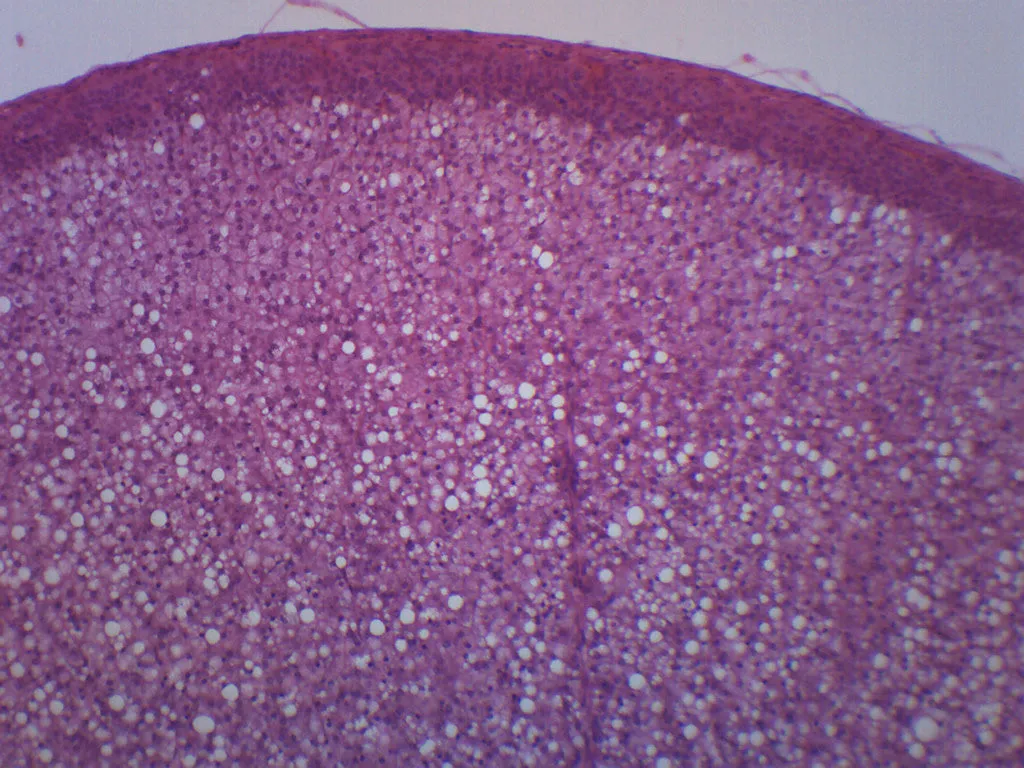 Adrenal Gland - Prepared Microscope Slide - 75x25mm