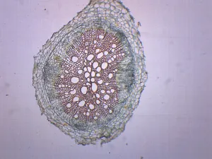 Dicot Root - Prepared Microscope Slide - 75x25mm