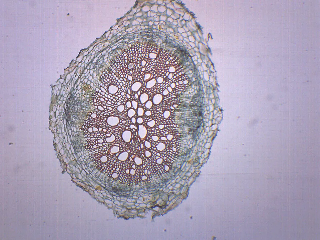 Dicot Root - Prepared Microscope Slide - 75x25mm
