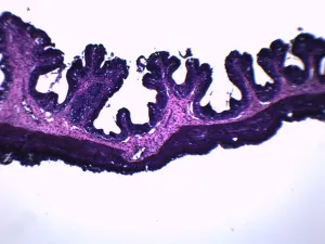 Frog Esophagus - Cross Section - Prepared Microscope Slide - 75x25mm